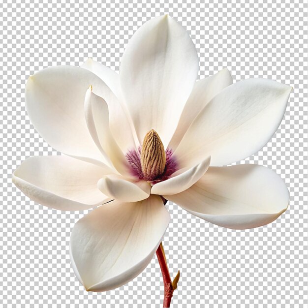 PSD magnolia flower on transparent background