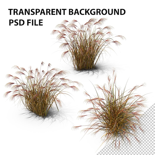 PSD maiden grass png