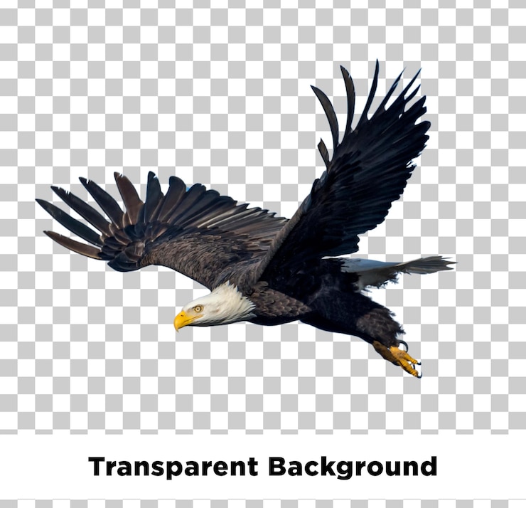 PSD majestic bald eagle in flight