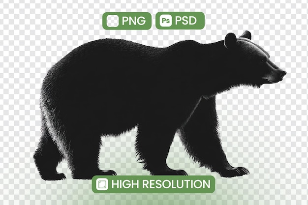 宏伟的黑熊轮 PNG PSD下载高分辨率野生动物图像 适合设计项目 数字艺术 自然摄影和创意应用 探索荒野主题
