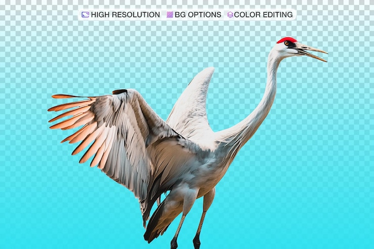 PSD majestic crane spreading wings against a bright blue sky