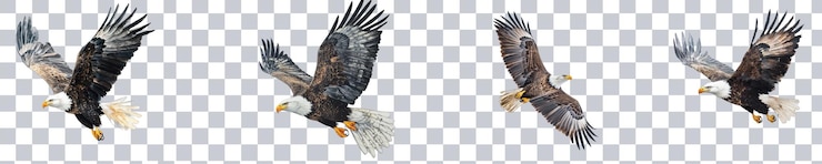 PSD majestic eagles soaring through a clear blue sky on the transparent background png format