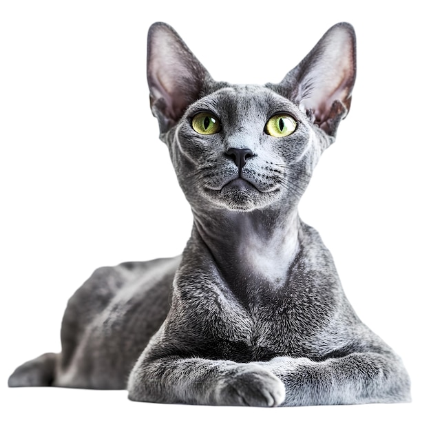 Majestic Gray Sphynx Cat