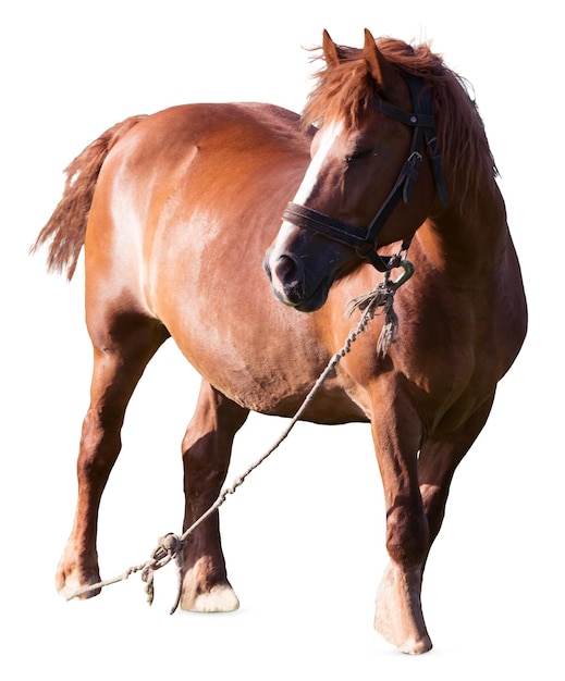 Majestueuze paardenfoto's met natuurlijke staande en grazende poses voor boerderij- en natuurontwerpen