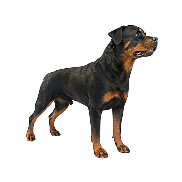 Majestueuze Rottweiler die trots staat Transparante achtergrond