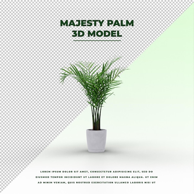 Majesty palm