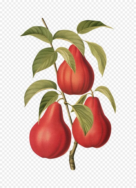 Malay rose apple isolated on transparent background old botanical illustration