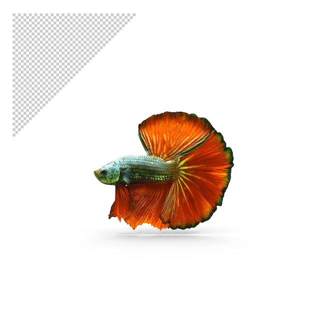 PSD male betta fish png