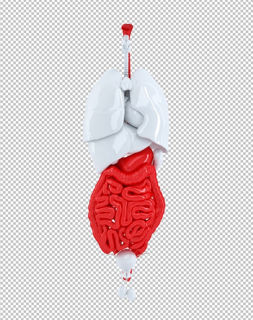 PSD male digestive system anatomical illustration