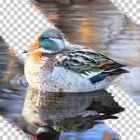 PSD male duck in water with november frost reflecting in plumage transparent background