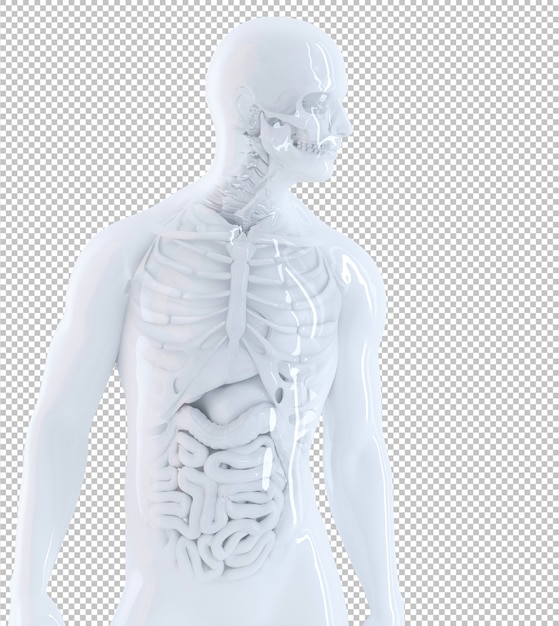 PSD male human anatomy closeup