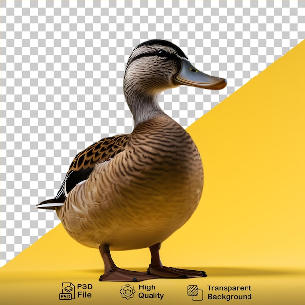 PSD male mallard duck isolated on transparent background png file