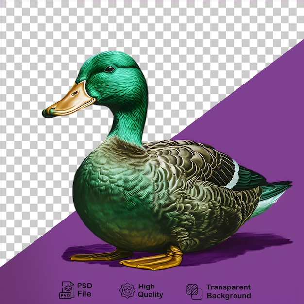 PSD male mallard duck isolated on transparent background png file