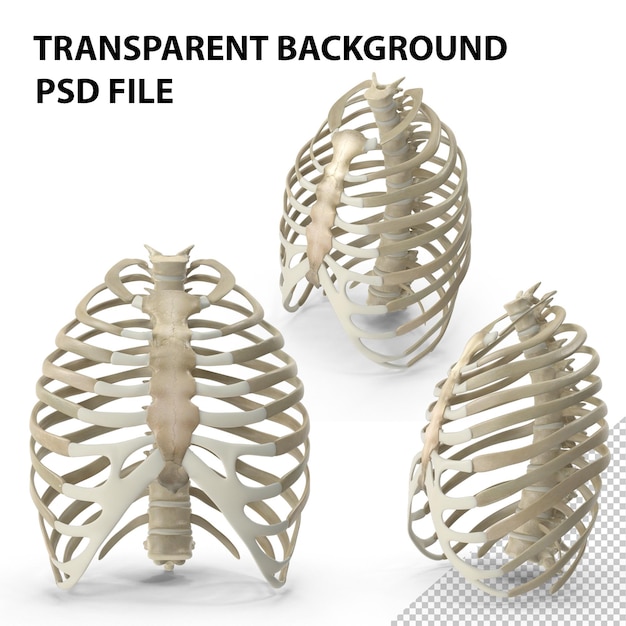 PSD male ribcage png