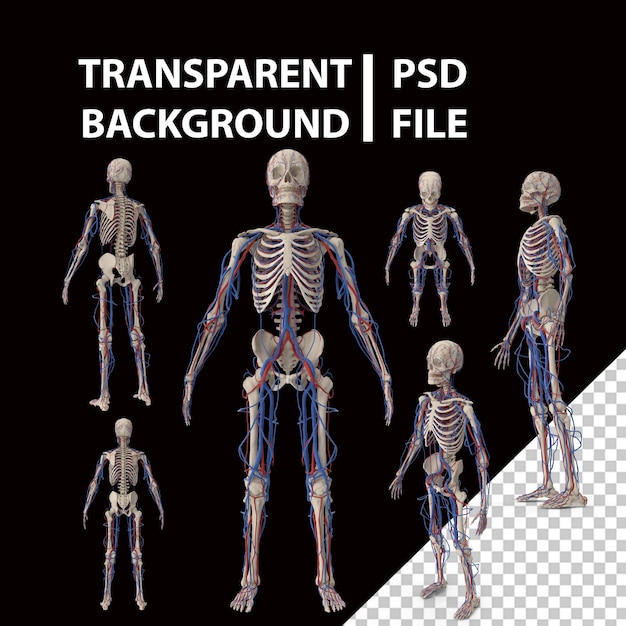 PSD male skeleton and cardiovascular system png