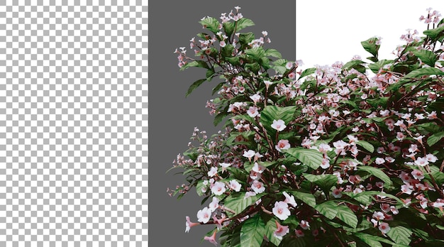 manaca rain tree png transparent 3d rendering