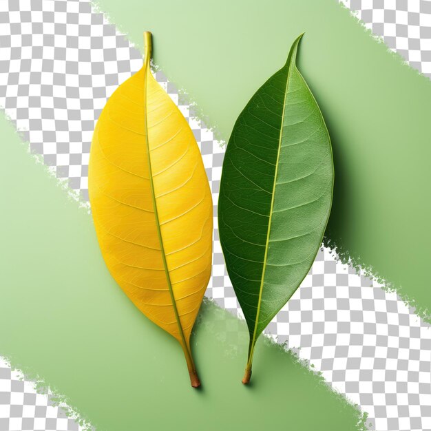 PSD foglie di mango su uno sfondo trasparente