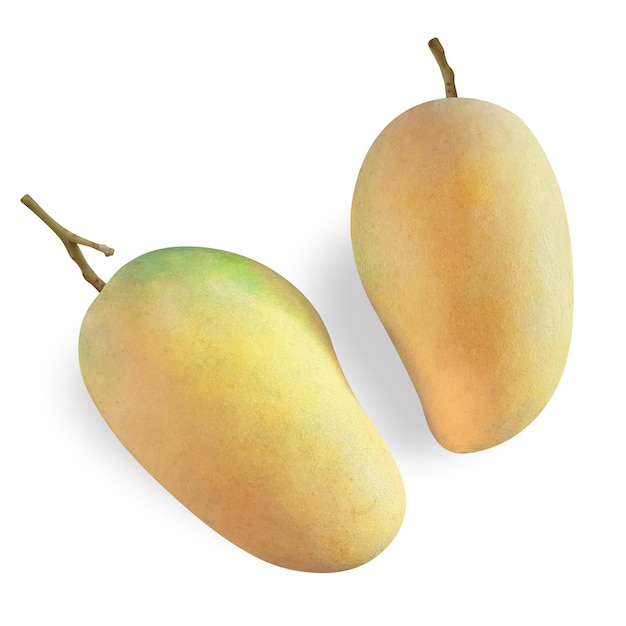 Mangoes isolated jpg and psd file