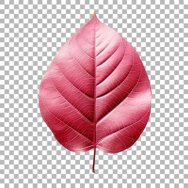 PSD mangosteen leaf on transparent background