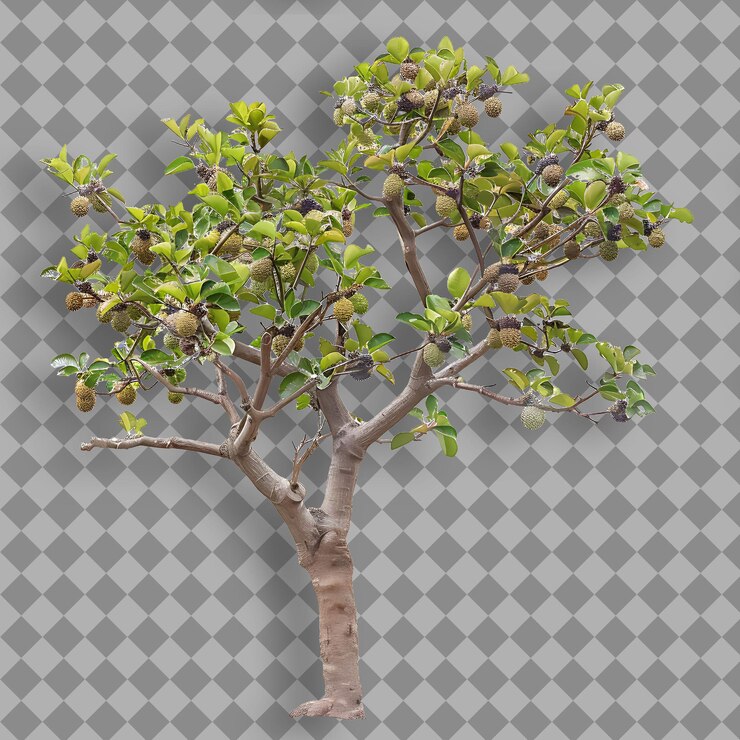 PSD mangosteen tree with tall straight branch covered in small y isolated tree branch on clean bg