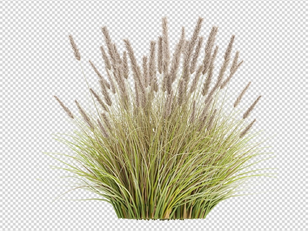 PSD many beautiful reed grasses in isolated 3d rendering