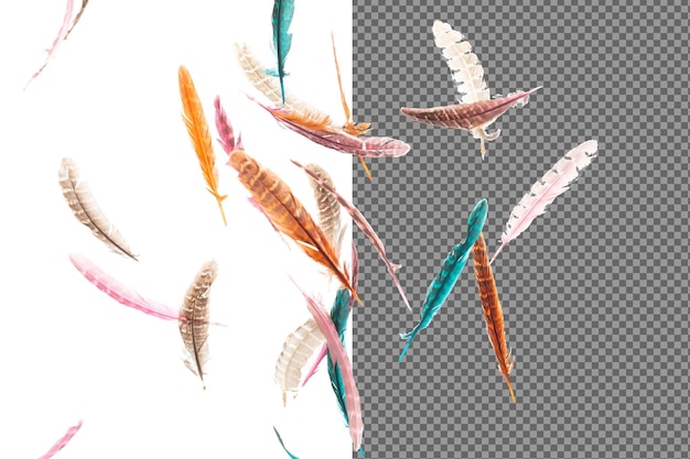 many color feather fly fall beautiful spiral pattern in air over black background isolated puffy fluffy soft feathers like dream floating dove in sky colorful feathers are so light and delicate