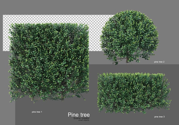 PSD many different types of pine gardens