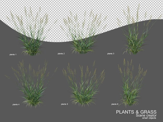 Many types of grasses