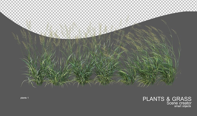 Many types of grasses