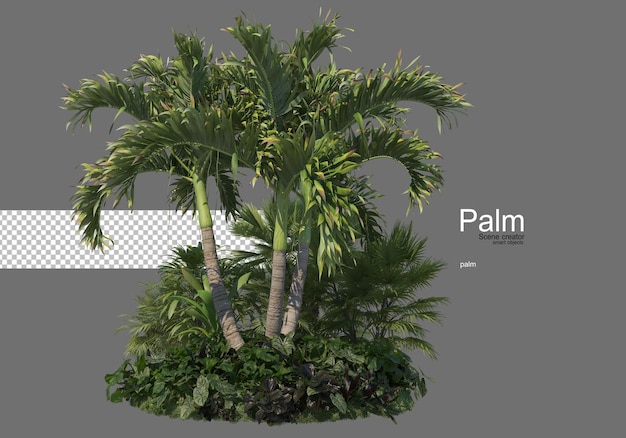 Много видов пальм
