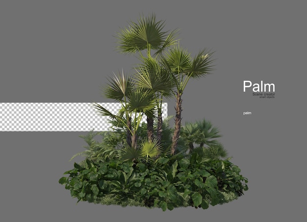 Many types of palm trees