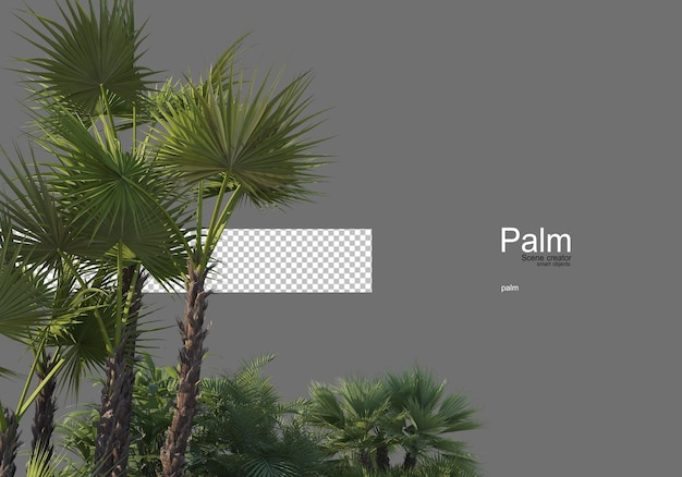 Many types of palm trees