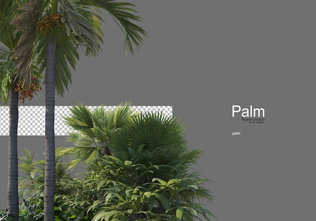 many types of palm trees