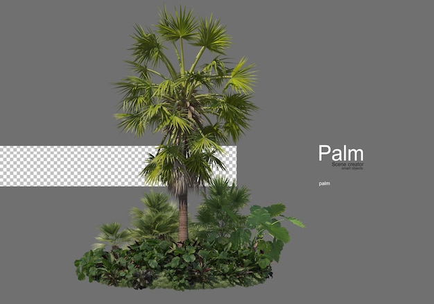 Many types of palm trees