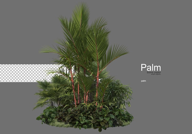 Many types of palm trees