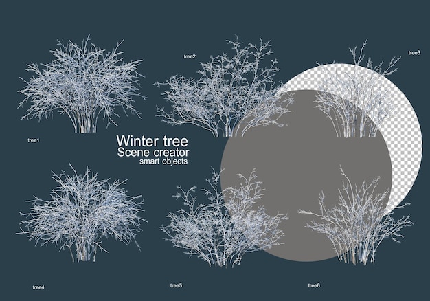 Many types of trees in winter