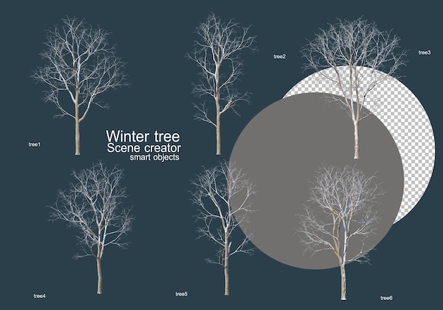 겨울에 나무의 많은 종류
