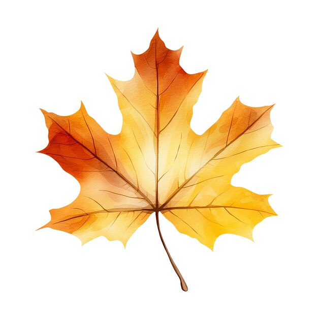 PSD 白い背景に分離されたカエデの秋の水彩画の葉植物要素のデザイン