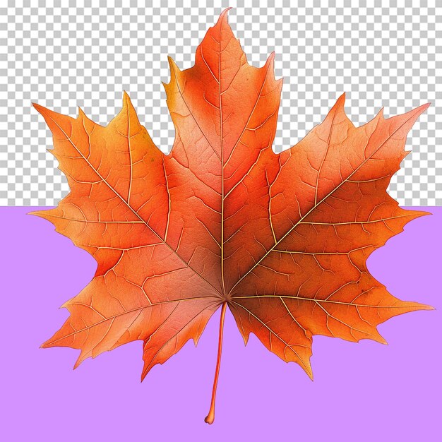 A maple leaf isolated object transparent background