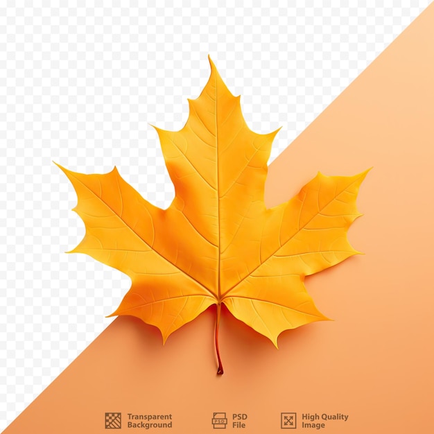 Maple leaf in orangeyellow transparent background