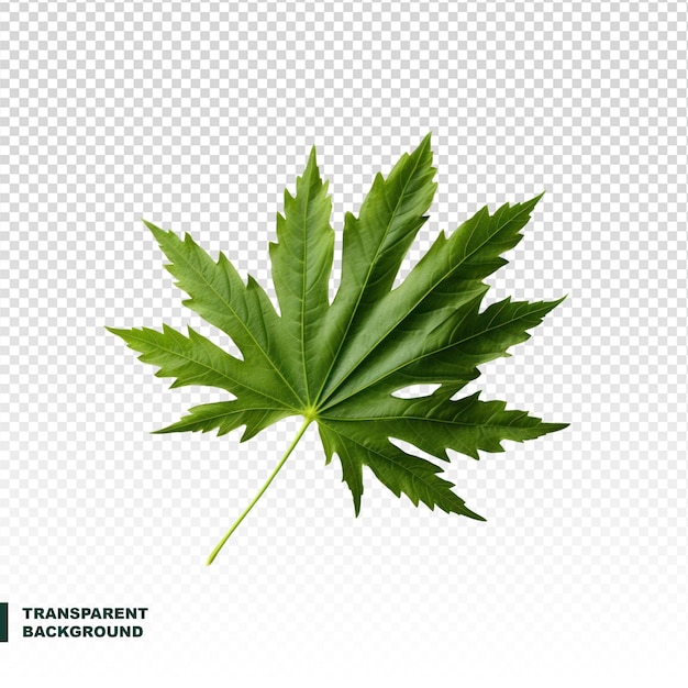 Maple leaf on transparent background