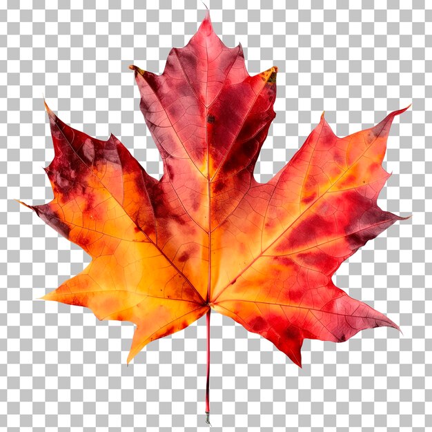 A maple leaf with the colors of autumn on a transparent background