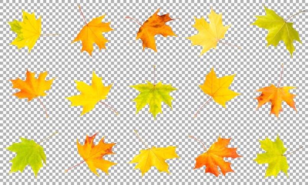 PSD maple leaves collection isolated