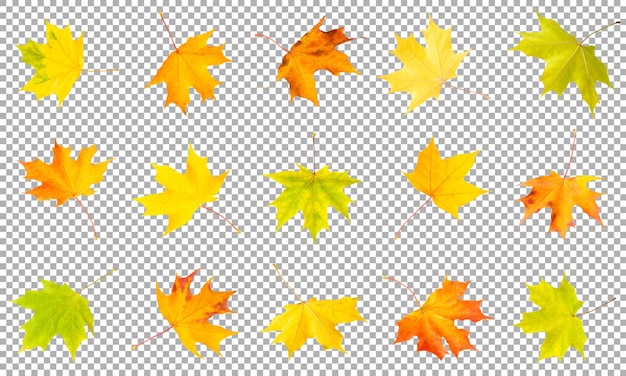 Maple Leaves Collection Isolated