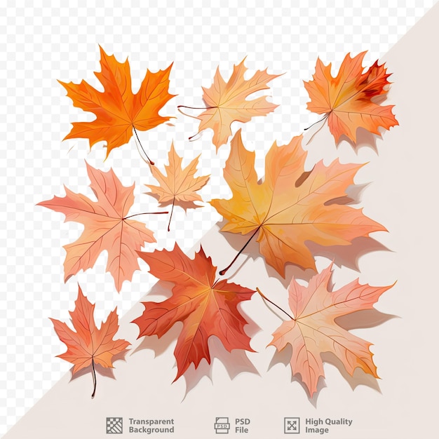 PSD maple leaves in fall isolated on transparent background