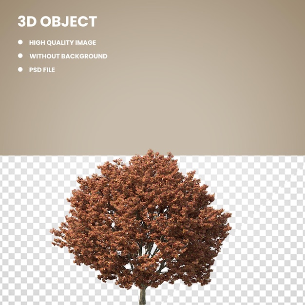 PSD maple tree