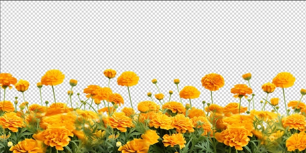 PSD marigold field artificial intelligence generative