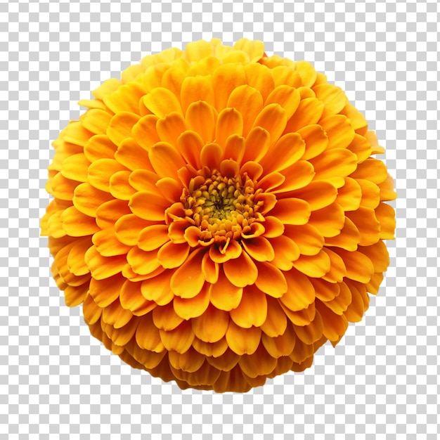 PSD fiore di marigold isolato su uno sfondo trasparente