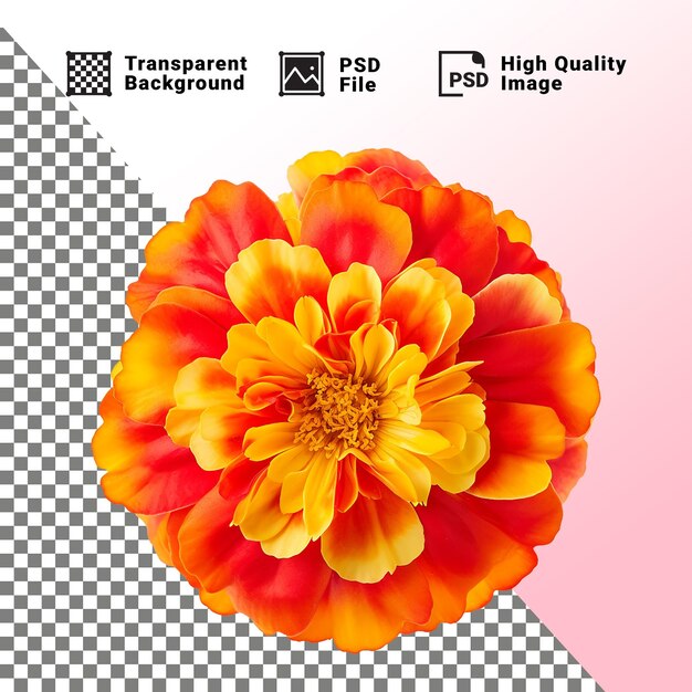 PSD marigold flower isolated on transparent background