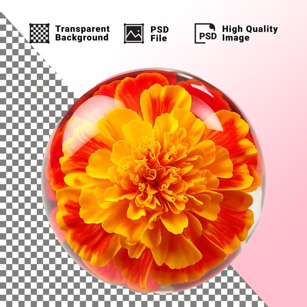 PSD marigold flower isolated on transparent background